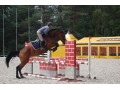 Szczegóły : Przyszłościowa klacz do sportu PILNE!