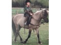 Szczegóły : sprzedam pieknego konika