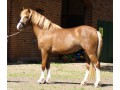 Szczegóły : Sprawdzona wydajność Pony na święta
