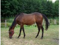Szczegóły : Sweet Girl KLACZ AQH