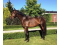 Szczegóły : wałach do sportu