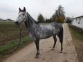 Szczegóły : Sprzedam konia REALLY FAST