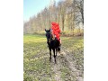 Szczegóły : Sprzedam urokliwego wałacha 