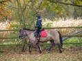Szczegóły : koń kuc kucyk hipoterapia skoki teren