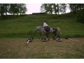 Szczegóły : klacz wlkp do sporu lub hodowli