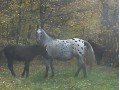 Szczegóły : sprzedam klacz ze żrebakami