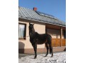 Szczegóły : koń dla ambitnych