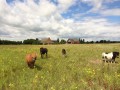Szczegóły : Sprzedam Kuca Kuce Likwidacja stada