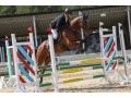 Szczegóły : wałach 10 lat - sport 