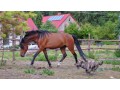 Szczegóły : Kuc w typie walijskim