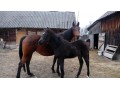 Szczegóły : sprzedam klacz