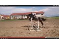 Szczegóły : klacz do sportu ze sprzętem!