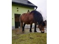 Sprzedam Klacz źrebną