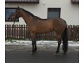 Szczegóły : Klacz