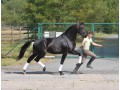 Top Quality Licensed Breeding Stallion by Jazz! 