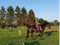 Szczegóły : Piękna klacz na sprzedaż 