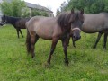Sprzedam konia (hc)