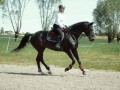 Szczegóły : Współdzierżawa konia Hemetyt