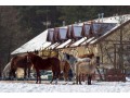 Szczegóły : Zatrudnię instruktorów jazdy konnej