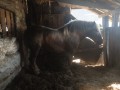 Szczegóły : Sprzedam ogiera zimnokrwistego