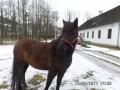 Szczegóły : Klacz huculska "Agma"