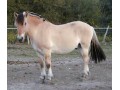 Szczegóły : Kupię fiorda/konia fiordzkiego PILNIE
