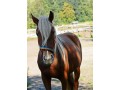 Szczegóły : klacz haflinger