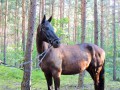 Szczegóły : Oddam w dzierżawę