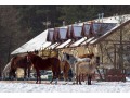 Szczegóły : Zatrudnię instruktorów jazdy konnej