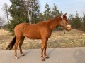 Szczegóły : Sprzedam klacz małopolską AA