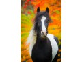 Klacz Irish Cob