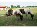 Szczegóły : Sprzedam ogierki