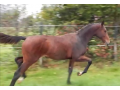 klaczka 2016 Accuse (ACORD II x CALYPSO II) m. HUZAR AA (JALIENNY)