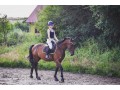 Szczegóły : wałach 3,5 roku do rekreacji