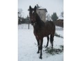 Udostępnię konia do jazdy