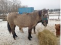 Szczegóły : Konik polski 