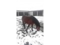 Piękna wysoka klacz huculska spokojna do hipotera