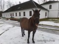 Szczegóły : Klacz huculska "Alejka"